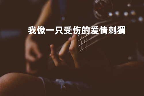 我像一只受伤的爱情刺猬