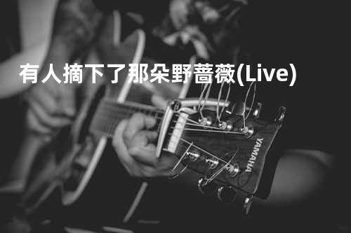 有人摘下了那朵野蔷薇 (Live)